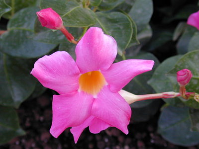 diplandeia splendens.jpg